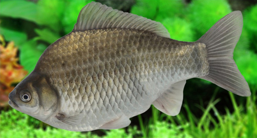 同源二倍体湘军鲫品系