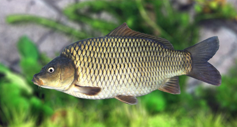 同源二倍体湘军鲤品系